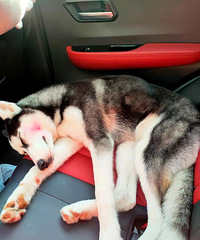 91��173CM����Ы���������飬������ֻ��ʿ��