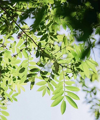 ������̽Ѱ�峿�ĺ�԰