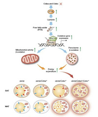 Ϊʲô˵����Ҳ��Ӫ��������һ�ֱ��֣�