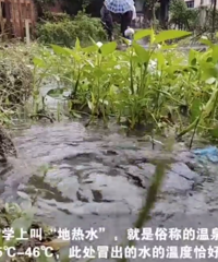 沙坪坝地震后,青木关的菜地里冒出“温泉”