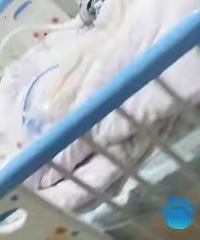 ���ְ־ٸ߸�ˤ��ICU����Ӥ���������β�Σ֪ͨ