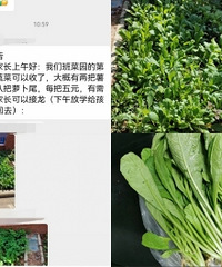 娃儿班级菜园丰收了,菜5元一把