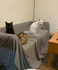 Ϊ�˷�èץ�������ž޴��ɳ������������˸���į