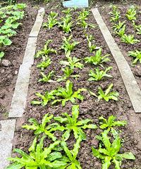 ҼҵĲ԰˺üʮ߲ˣ㶹Ѿһˣۣ