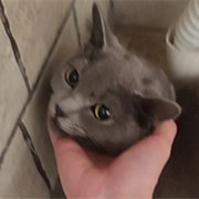 捡到只怀孕的蓝猫
