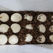 �ٿ�����������������