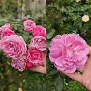 ����Ҳ��Ư���¼���