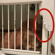 家有恶犬,咬烂厕所门
