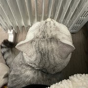 �����ˣ�èҲ�뿾��