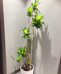 ˫ʮһ������ֲ�����