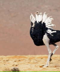 ֻҪ���㹻Ŭ������һ�����ж���