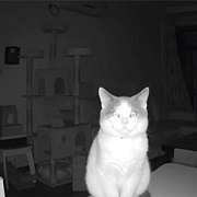 猫在摄像头里随叫随到