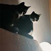 ���Ͽ��ƺ�è�ſ�