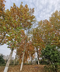 ٽ˵ѹ԰ʺˣƽ⳵ɹ̫