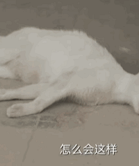 ��������ĸ����Ӧ��è�����ľ�ͷ