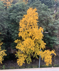 ͬǿɽ԰ôô󣿰׵̫˰