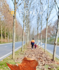 打卡冬天的广阳岛和中央公园,枫叶和银杏都掉了还是很出片