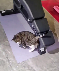 ���ڳ���ʳ���ң�ĬĬ��������