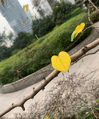 �ҳϸо�����Ǯ����