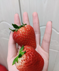 ������ĵ�һ�Ų�ݮ����ȫ��ο���ұ�������͸����