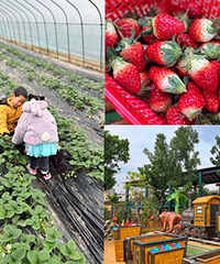 29.9摘草莓+游乐场,这样遛娃超棒