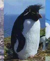 11������9.0���ϼ�¼Ƭ