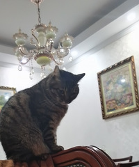 91年176CM的建材管理岗哥子征婚,家有萌猫和约克夏