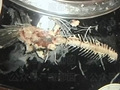顾客拼鱼骨发现…