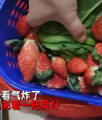 120Ԫ��һ����ݮ�ײ���1���Ҷ,��Ҳ̫�����˰�