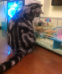93年171CM养了只猫的国企小哥征婚,希望对方28岁以下