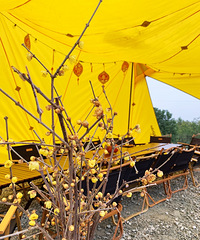 ǵĺˣӪأԵˣ¶ܷ̻࣬