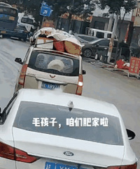 趴在五菱车上的狗火了
