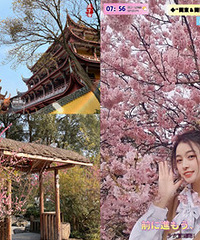 赏花游玩好去处,能看古庙、喝盖碗茶