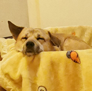狗和我比熬夜,它输了