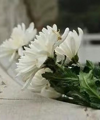 主城区陵园,春节可以网上预约祭扫