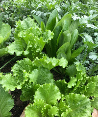 󣬱ҶӲˣҵĲ˵ԽԽï