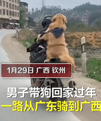 男子带狗骑摩托300公里回家过年