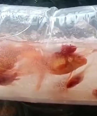 Ů������С���㣬�򿪺��ֱ�ɱ��磡�ͷ���ʾ�ܻ������������