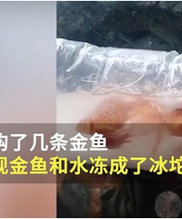 女子网购小金鱼,打开后发现变成冰坨!客服表示能缓过来,结果…