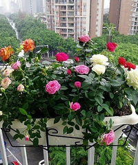 83年177CM年入40万的哥子征婚,喜欢下厨、不抽烟喝酒