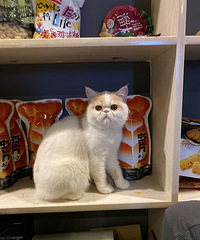 һװ޷ӣһŻѪȫǸɻ