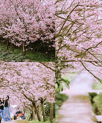 ��ӣ�Ѿ�ʢ���ˣ�����һ�ľ��Ǳ�ֽ