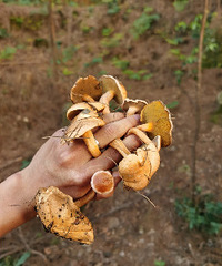 主城内的山野耍法攻略,野菜摘起来