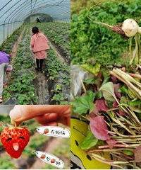 带娃摘菜摘草莓,还挖到了折耳根