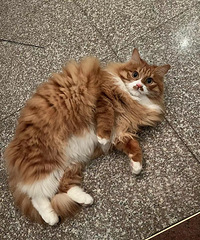 93��157CM��Ħ�����������飬ϣ���Է�̤ʵ���ᶮ��ò