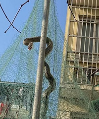 目测3米长,天气回暖,小区蛇出没