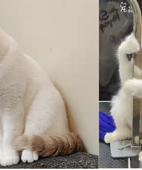 һװޣԼСҿװˣϲоֵ