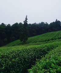 ���ι��ɽ���;����Բ裬����ũ�ҷ��ó��ְ���