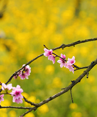 죬ֻʺͻȲɹ̫ɽһ̫