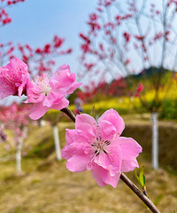 ҵһ޺õط԰ĲɫͲ˻